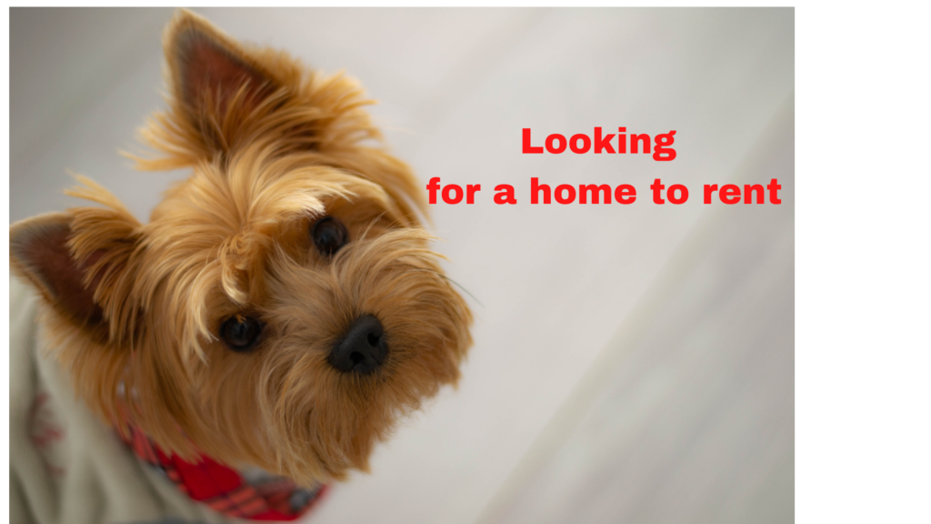 renting a home with pets