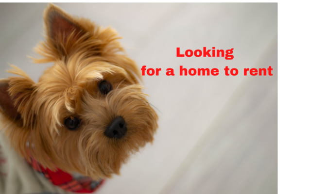 Renting a home with pets